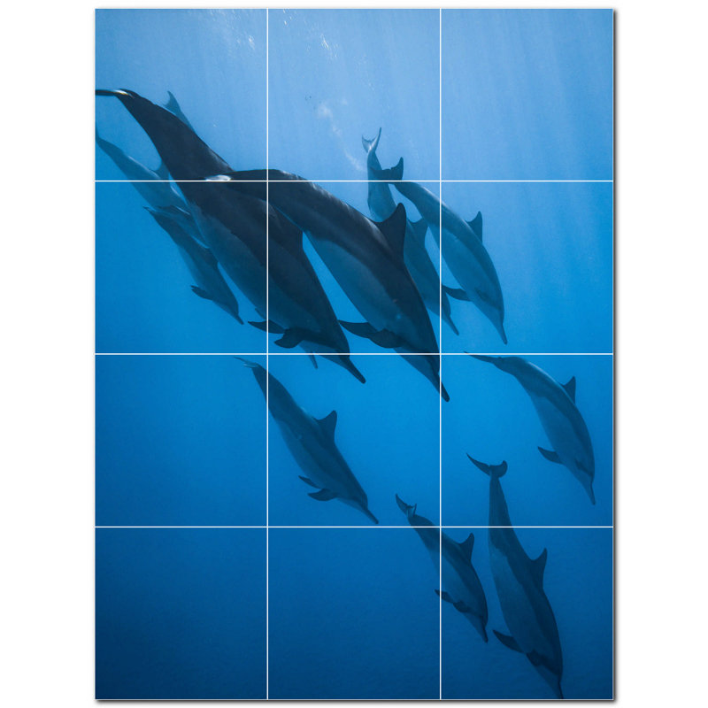 Dauphin photo 12 x 12
