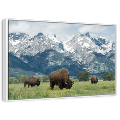 Bison Teton broutant