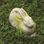 Mcelroy Rabbit Fiberstone Garden Statue