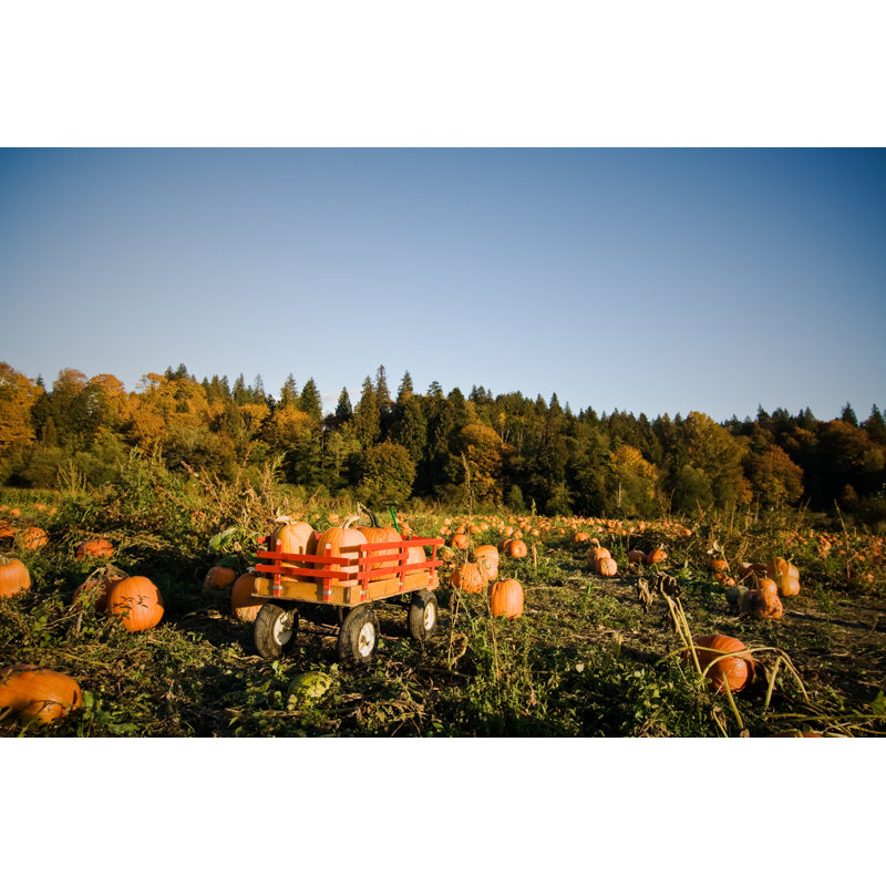 Pumpkins by Arekmalang - Wrapped Canvas Print, 30cm H x 46cm W