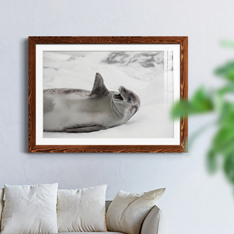 Laughing Seal - photographie avec cadre photo, Papier encadré érable, H 31,5 po x l 23,5 po x P 1,5 po