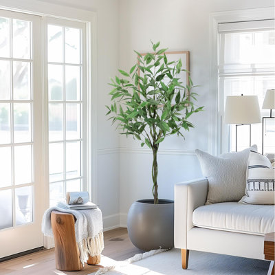 152cm Plant