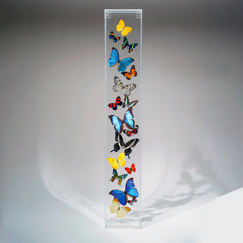 17 Genuine Butterflies In Vertical Acrylic Shadow Box