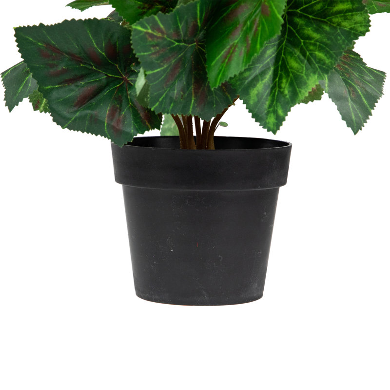 Serene Cream Silk Begonia in Black Pot 11" Artificial Floral Display