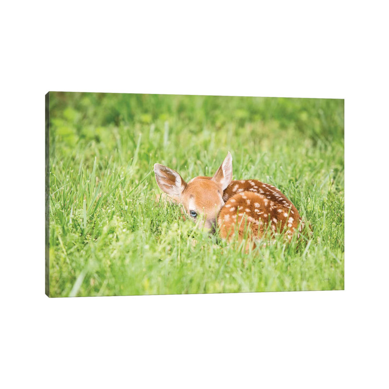 A Fawn by Aledanda - Wrapped Canvas Print, 66.04 cm H x 45.72 cm W x 1.91 cm D