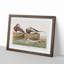 Long-Tailed Ducks by John Audubon - Framed Print-55577219-55577220