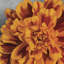 «Daylight in Bloom», reproduction sur toile-21472016-74616103-74616108
