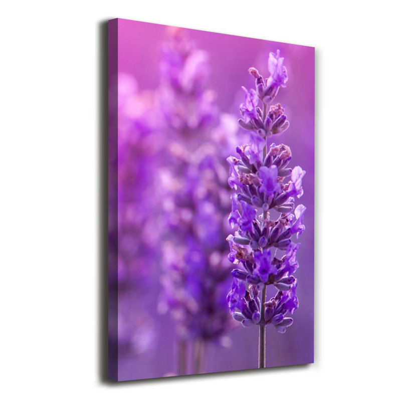 Lavender Field - Wrapped Canvas Print