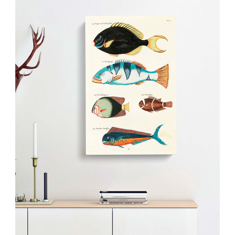 East Indies Fish Illustrations Fol. 22 by John Edward Gray - Wrapped Canvas, 60cm H x 40cm W x 3cm D