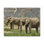 No Frame Print on Canvas-916304024