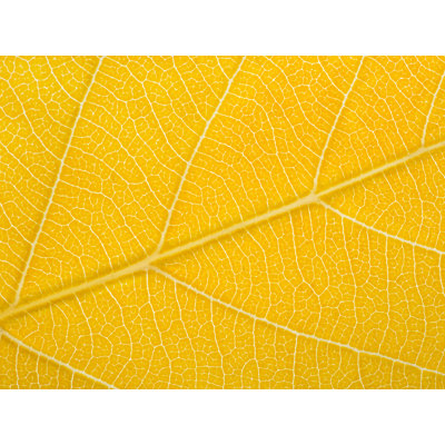 Feuille d'automne par Philippe Moisoux - impression