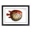 Prickly Blowfish by M.E. Bloch - Framed Print-55768053-55768052