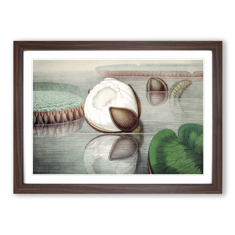 Gigantic Water Lily Opening by William Sharp - Picture Frame Painting Print, 27cm H x 36cm W x 2cm D, Walnut Framed