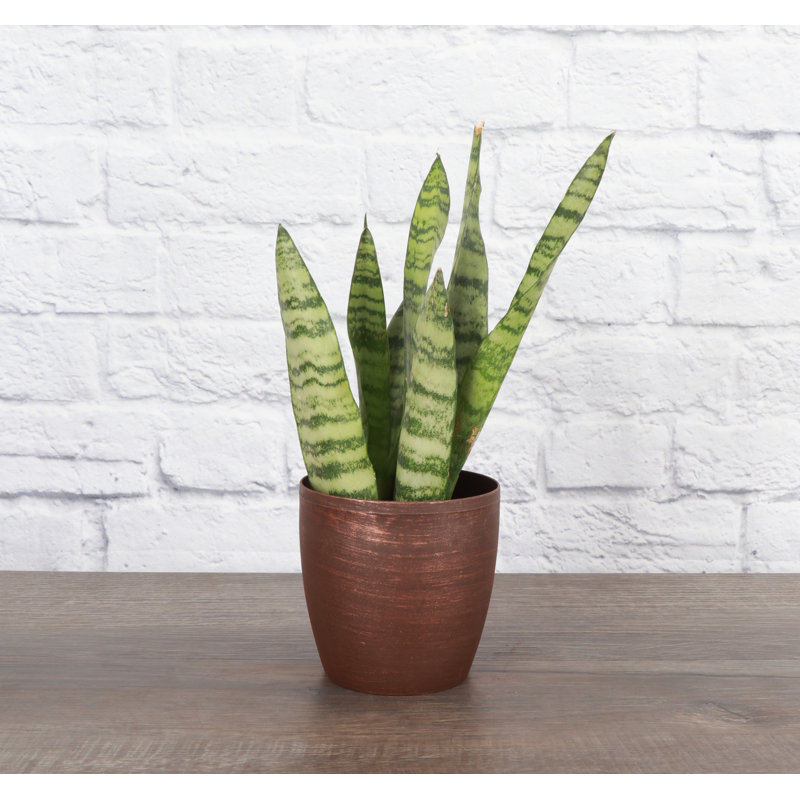 Live Zeylancia Snake Plant in Classic Pot, Copper
