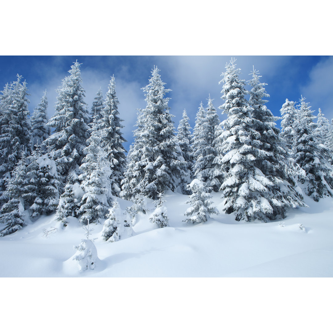 Fichten-Winterwald von Cschoeps - Leinwandbild