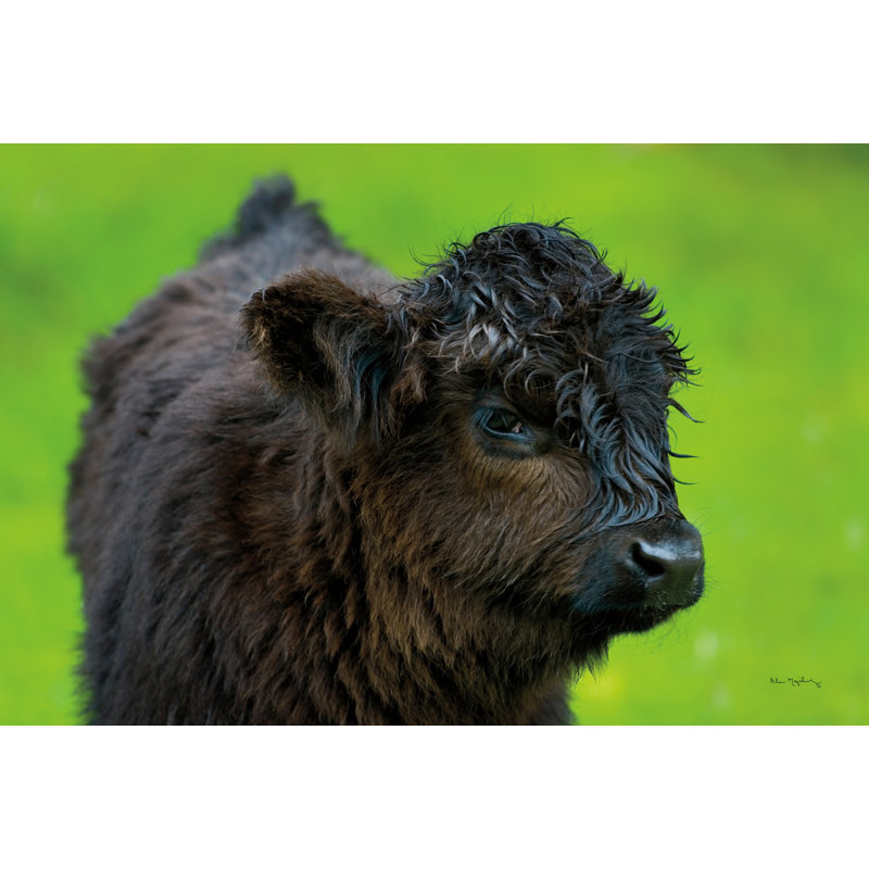 «Scottish Highland C bestell» par Alan Majchrowicz, reproduction de photo sur toile tendue, H 24 po x l 36 po