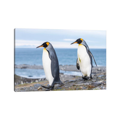 King Penguin Rookery In St. Andrews Bay. Courtship Behavior. South Georgia Island by Martin Zwick - Wrapped Canvas Print