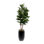 6'H Fiddle Leaf Tree, Real Wood Trunks in Black Tin Pot