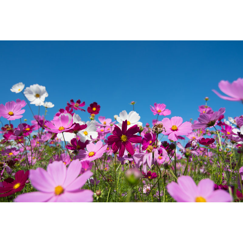 Cosmos Flowers by Joloei - Wrapped Canvas Print, 81cm H x 122cm W