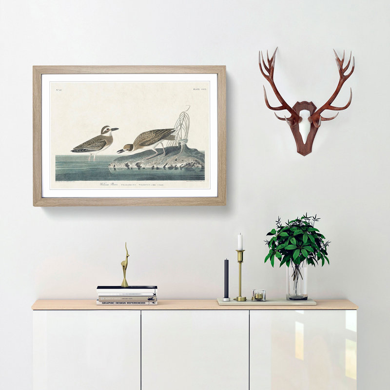 Wilsons Plover Birds by John James Audubon - Picture Frame Painting Print, 36cm H x 48cm W x 2cm D, Oak Framed