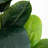 72'' Faux Rubber Tree Tree in Planter