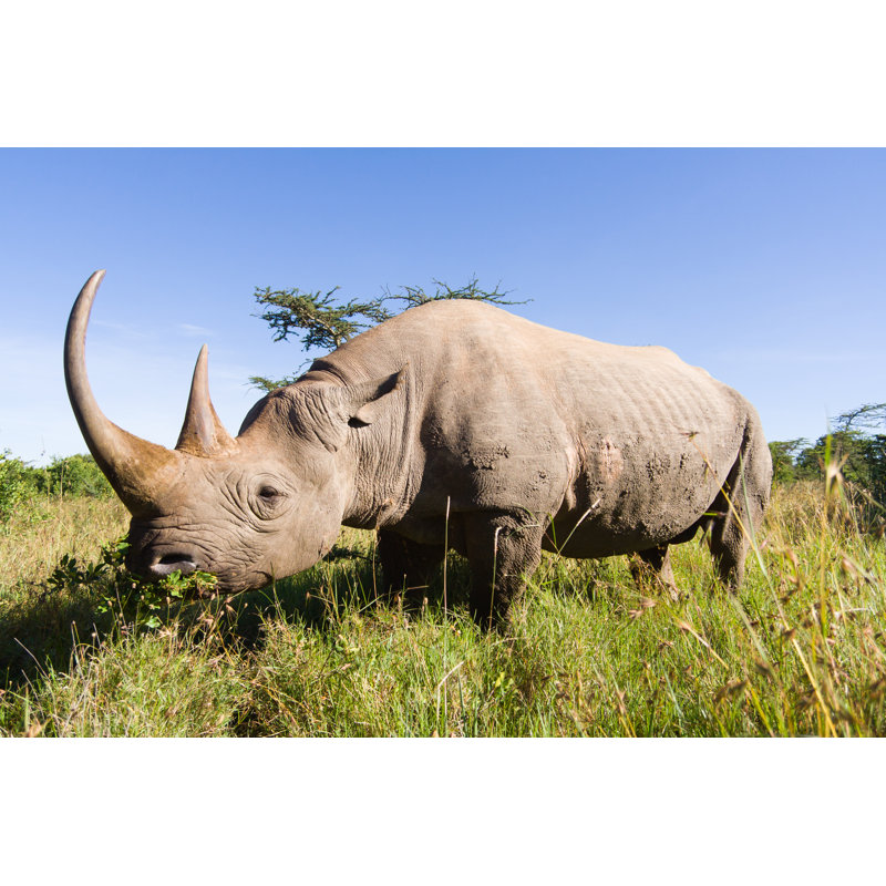 Side View Of A Large Rhinoceros Standing In The Grass - Wrapped Canvas Print, 51cm H x 76cm W