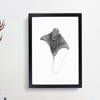 Illustration of a Ray Fish - Picture Frame Drawing Print