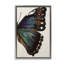 Toile d'aile de papillon classique par Melissa Wang-32420888-18274518