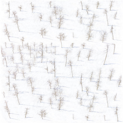 Birch Trees 10' L x 24" W Wallpaper Roll