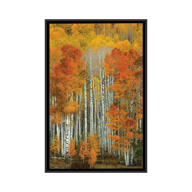 « dalmatien automne » par bill sherrell, reproduction d’impression sur toile tendue, H 26 po x l 18 po x P 1,5 po