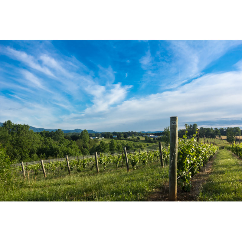 North carolina vineyard 1 Piece Wrapped Canvas Wall Art, 20cm H x 30cm W