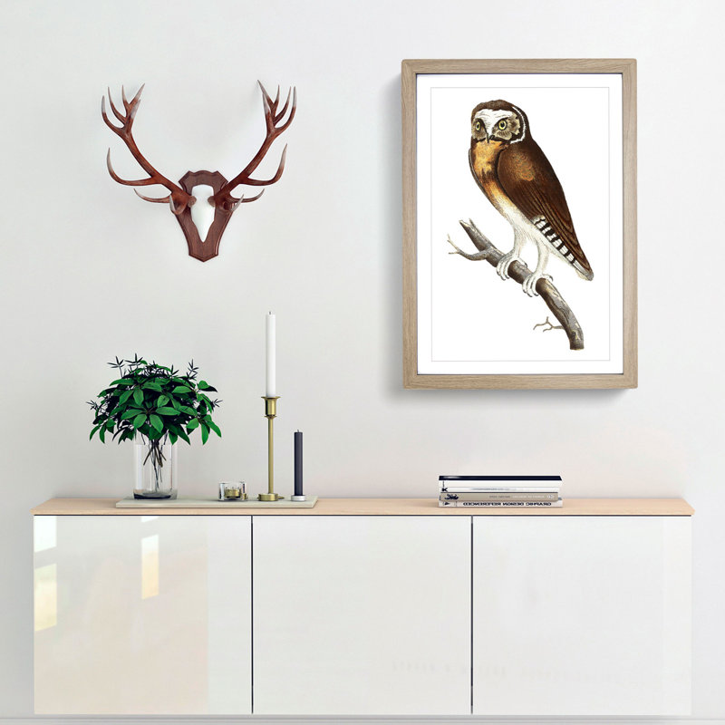 White-Fronted Owl by George Shaw - Framed Print, 48cm H x 36cm W x 2cm D, Oak Framed