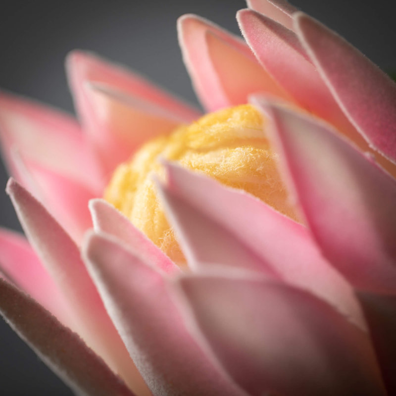 Protea Arrangement
