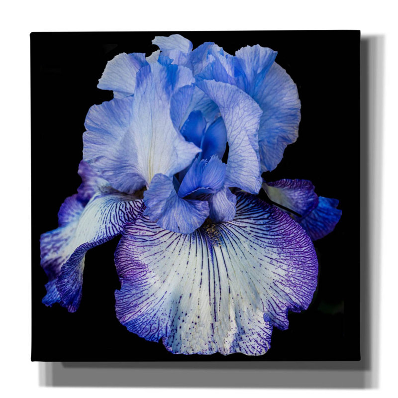 «Ooh Iris» par Pamela Plummer, art mural sur toile, H 12 po x l 12 po x P 0,75 po