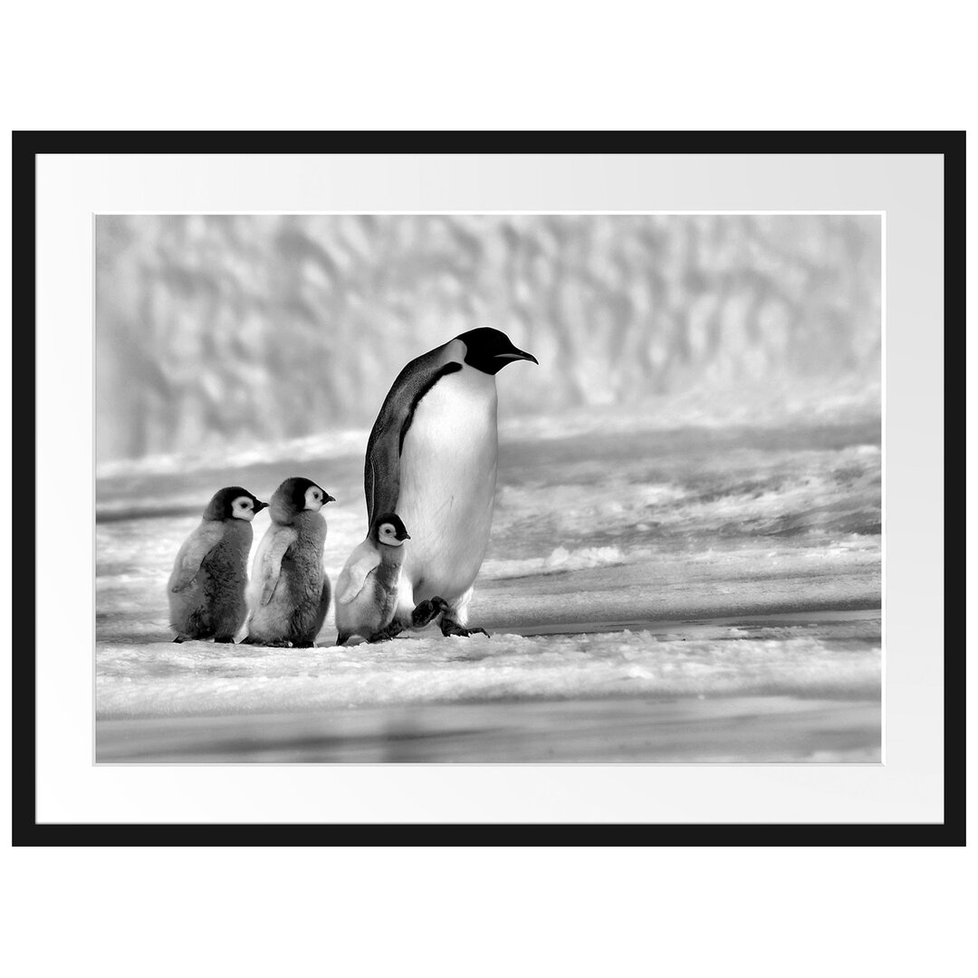 Gerahmtes Poster Kaiserpinguine im Schnee