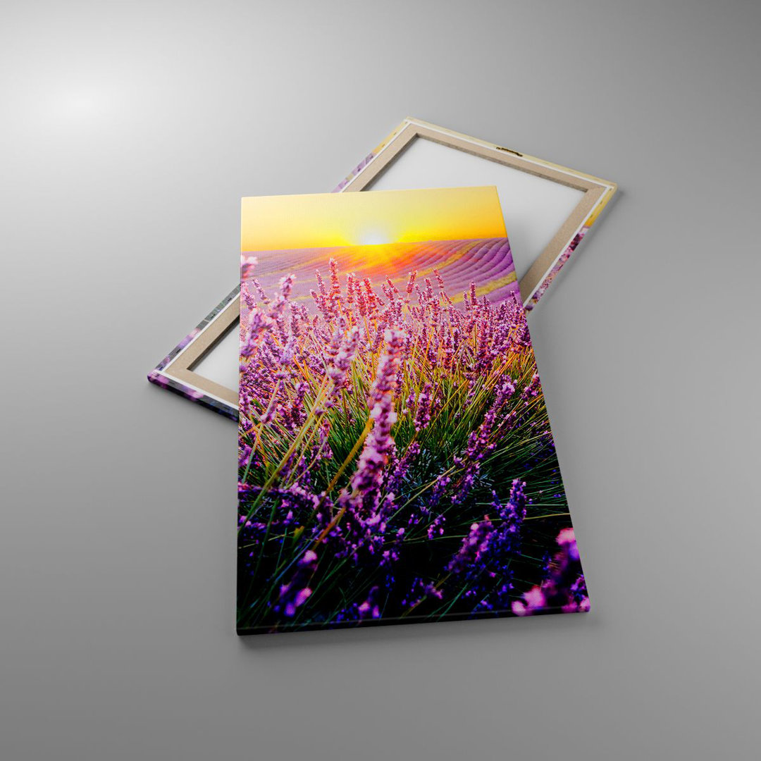 Leinwandbild Field Lavender Sun