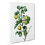 Pear Tree by Pierre-Joseph Redoute - Wrapped Canvas-55366456