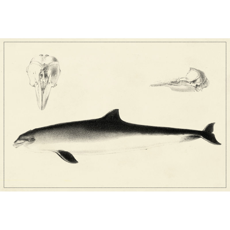 Antique Dolphin Study II - No Frame Painting on Canvas, 81cm H x 122cm W x 3.8cm D