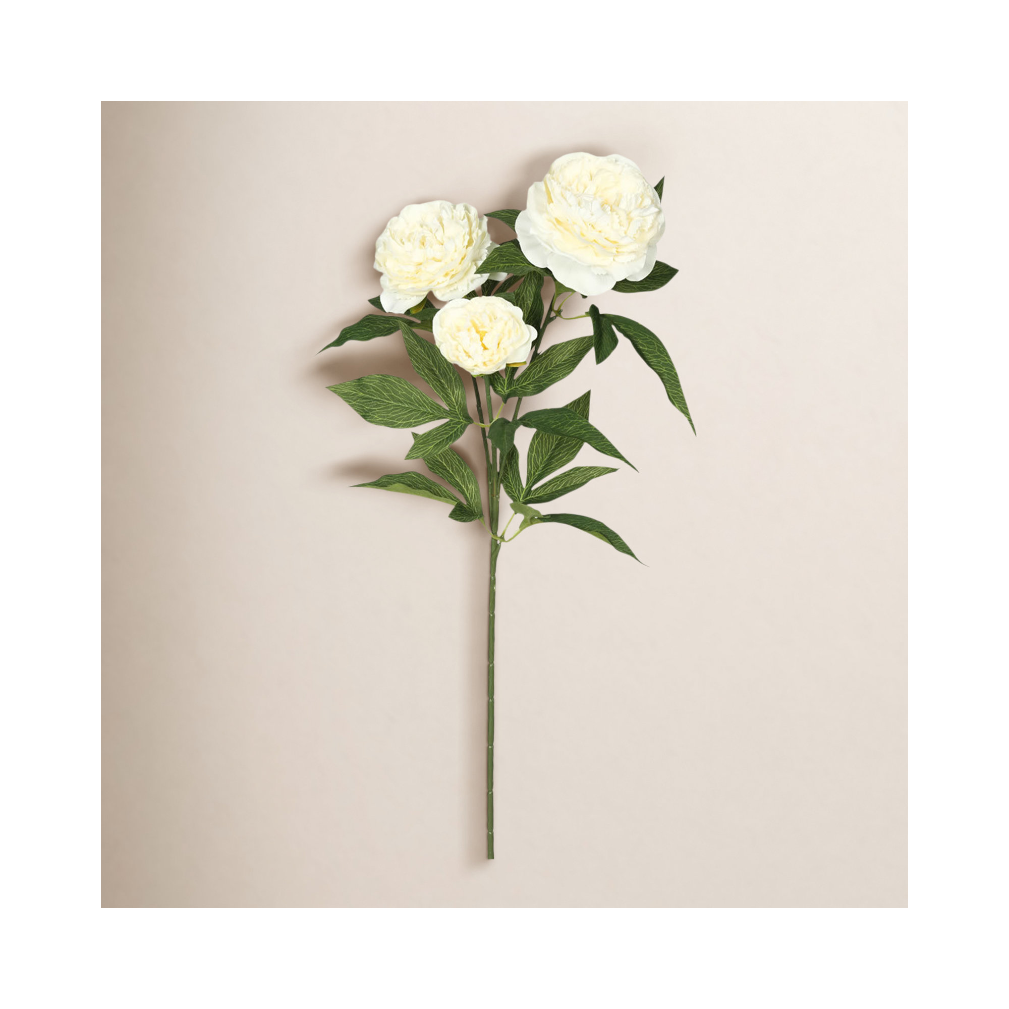 Rose Spray, Cream