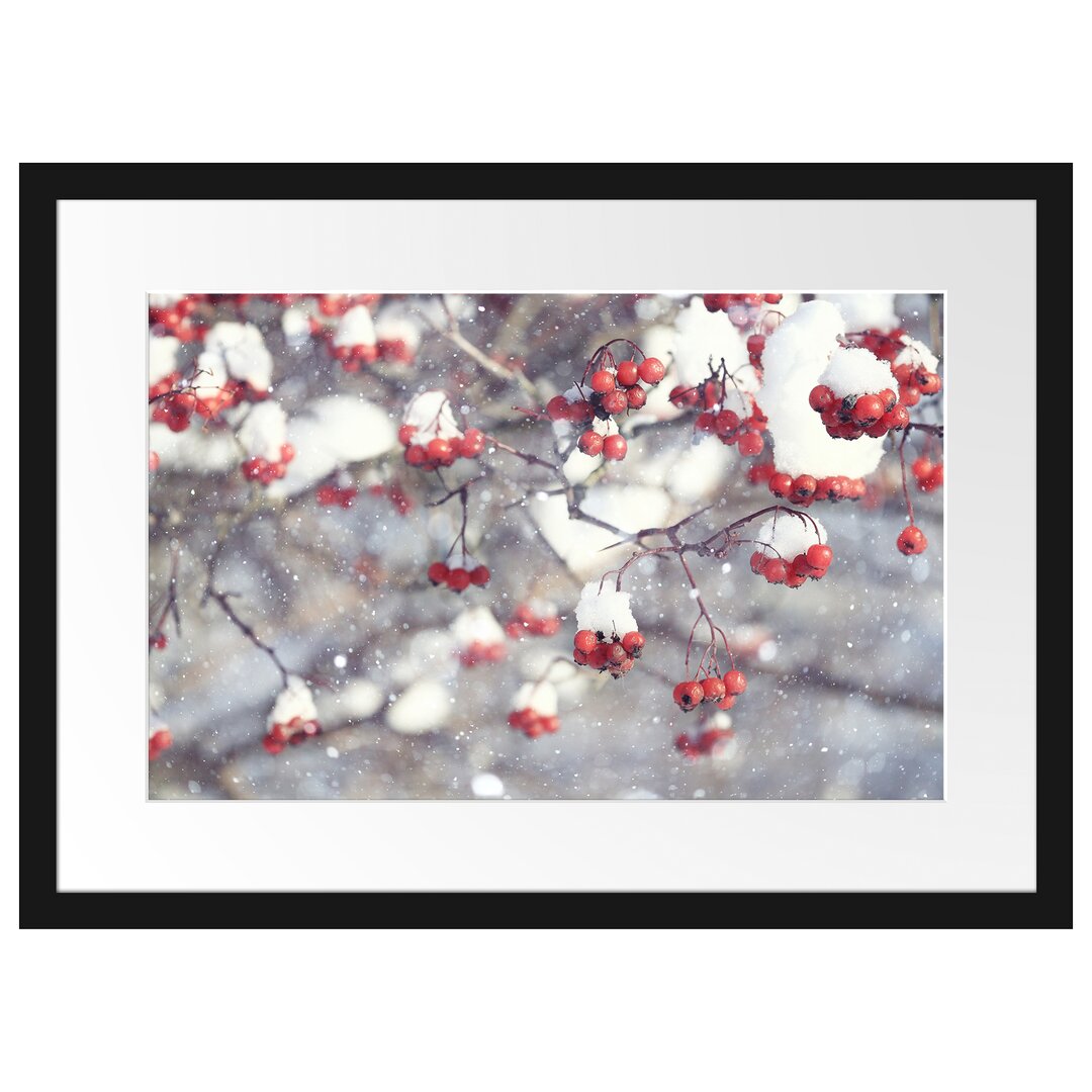 Gerahmtes Poster Vogelbeeren mit Schnee bedeckt