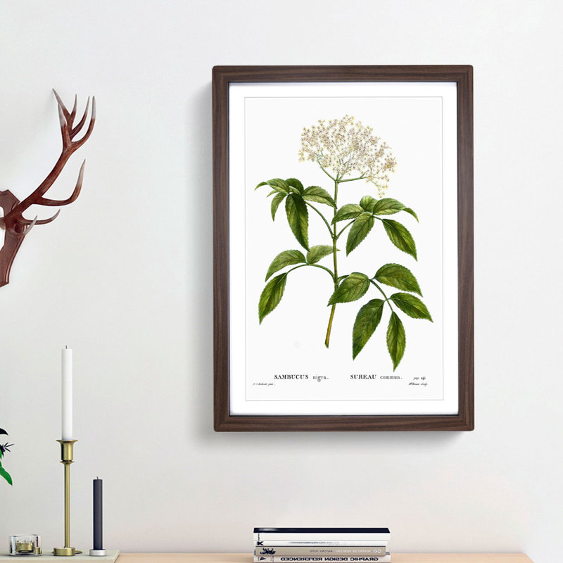 Elderflower Tree by Pierre-Joseph Redoute - Picture Frame Painting Print on MDF, 36cm H x 27cm W x 2cm D, Walnut Framed