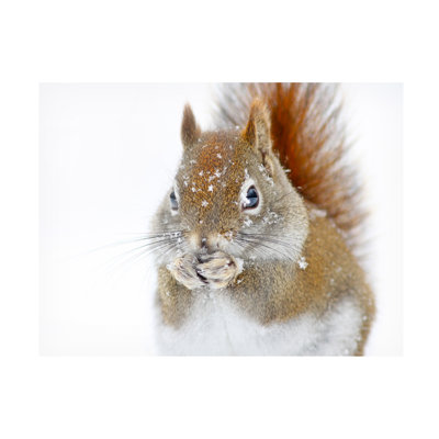 Wrapped Canvas Wall Art - Mircea Costina 'Christmas Squirrel' Wall Art for Living Room, Bedroom, or Office Décor - 14x19