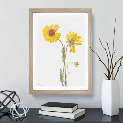 Perennial Gaillardia by Mary Vaux Walcott - Framed Print