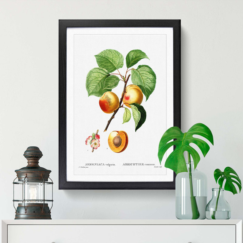 Branch of an Apricot Tree by Pierre-Joseph Redoute - Picture Frame Graphic Art Print, Black Framed, 48cm H x 36cm W x 2cm D