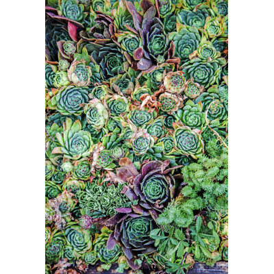 Cactus Sempervivum by Slobodanmiljevic
