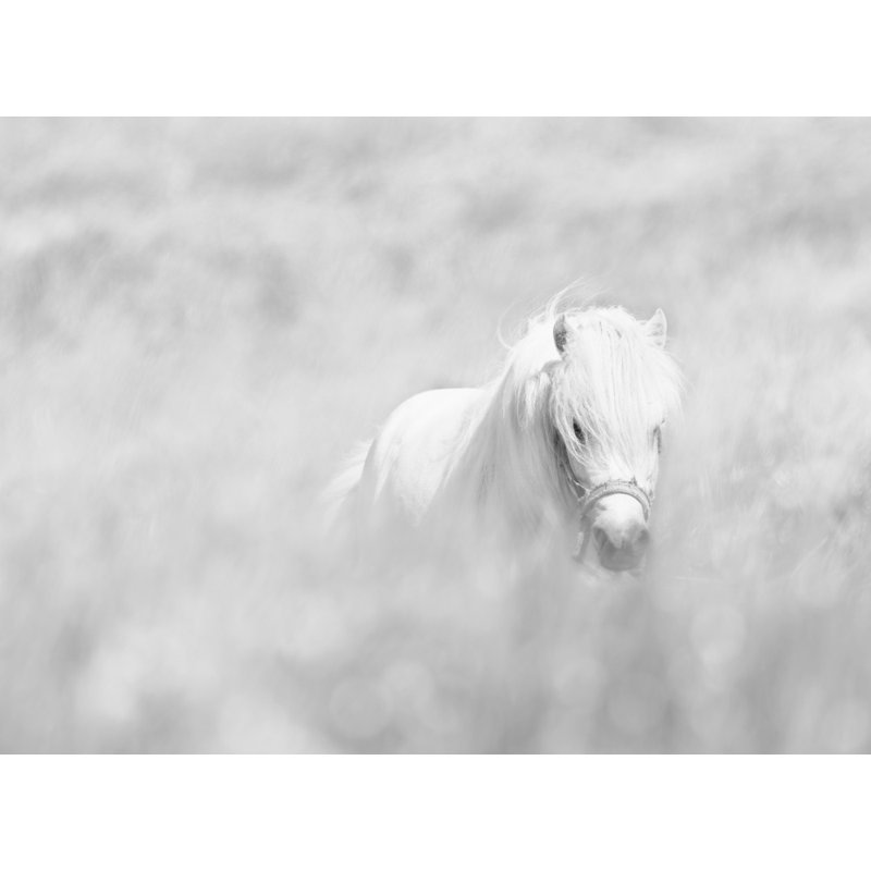 Wrapped Canvas Print, 50.8 cm H x 76.2 cm W