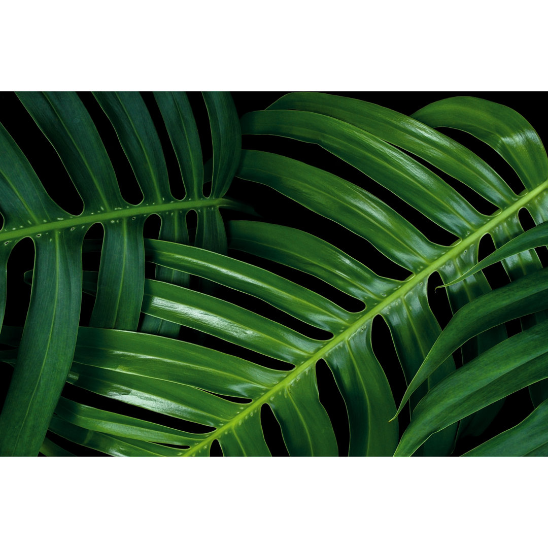 Leinwandbild Tropical Green Leaf Textures auf Schwarzem Hintergrund, Monstera Philodendron Plant Close-Up