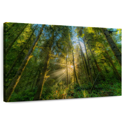 Kerrick Jedediah Smith Redwood Forest