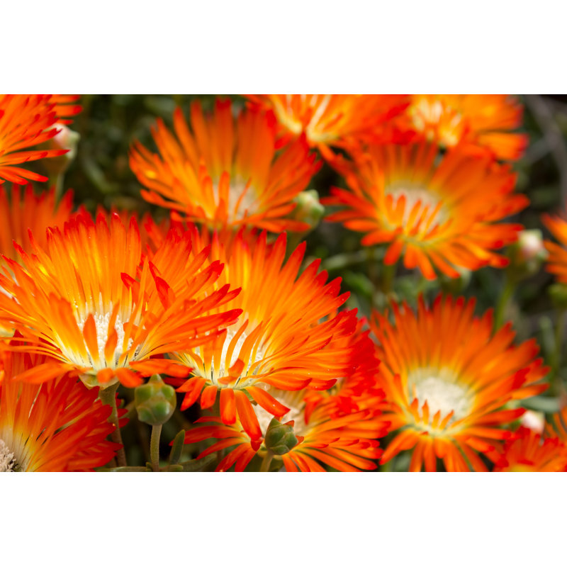 Beautiful Bright Orange Vygie Or Orange Ice Plant Flowers - A Succulent From The Lampranthus Aureus Succulents by Sara Edwards - Wrapped Canvas Print