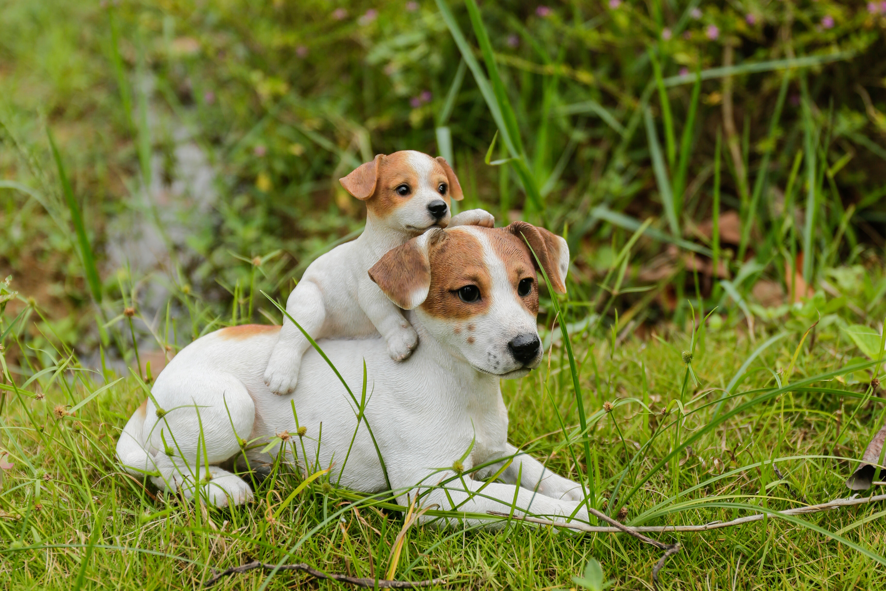 Cucciolo Di Jack Russell Terrier Fotografia Stock - Immagine di : 14317350